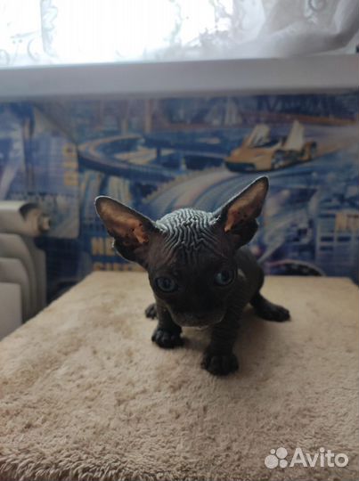 Продается котята)