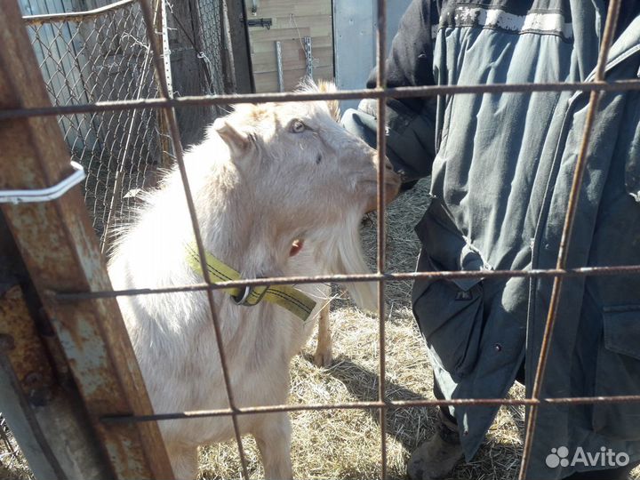 Вязка.Козел ламанча