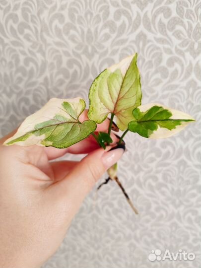 Сингониум белая принцесса