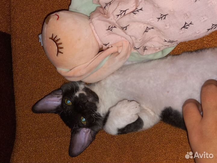 Канадский сфинкс браш