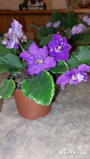 Фиалка в горшках