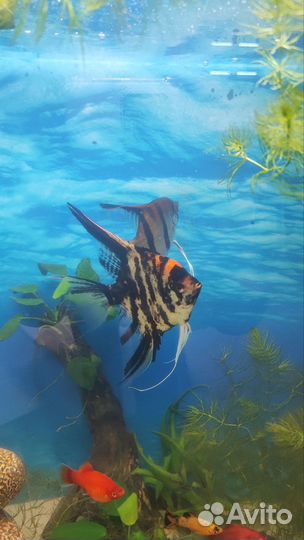 Скалярии пара