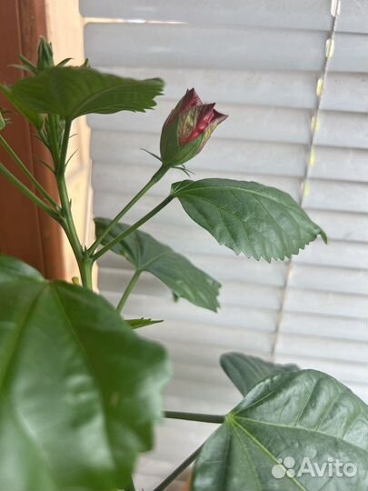 Гибискус красный махровый, алоэ