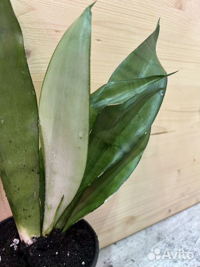 Сансевиерия муншайн серебро