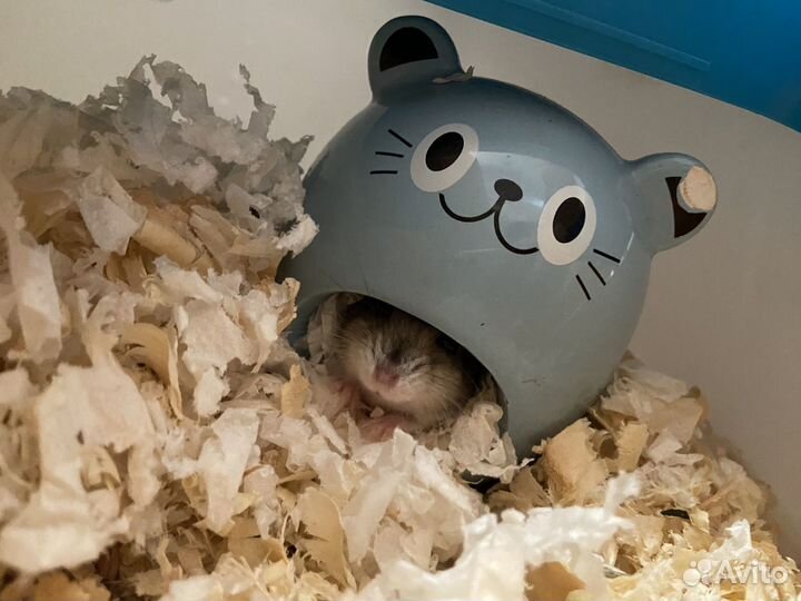 Хомяк с клеткой