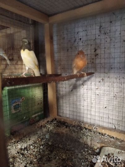 Самцы канареек