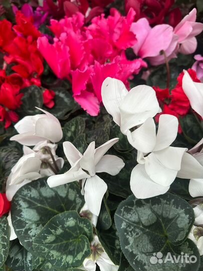 Комнатные цветы цикламен