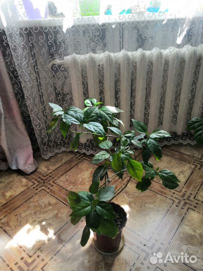 Гибискус китайская роза