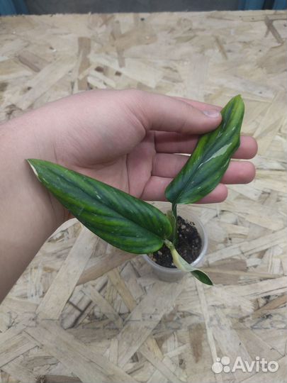 Монстера стандлеяна вар. (филодендрон кобра)