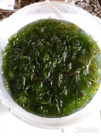 Водоросли,гуппи