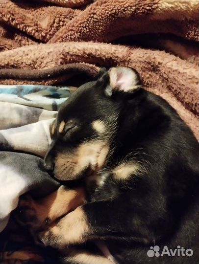 Собака в добрые руки щенок. Метис левретки