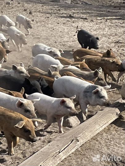 Поросят продам