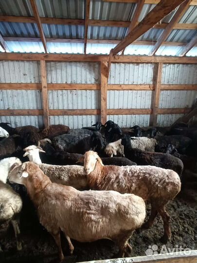 Продаю бараны