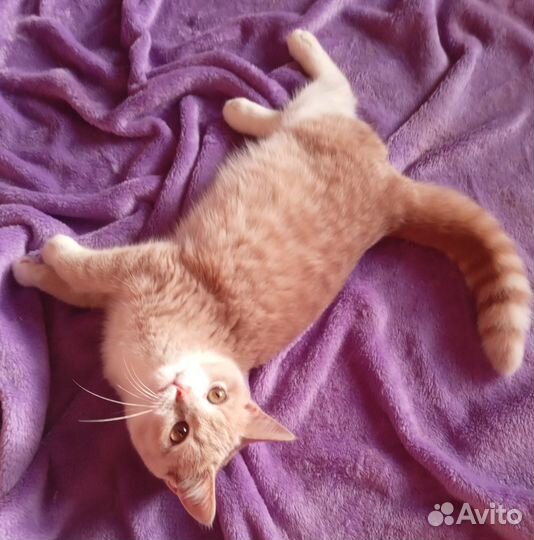 Рыженький и полосатенький шотландский котёнок