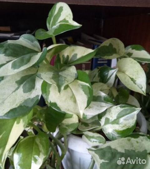 Цветы сортовые, неприхотливые в уходе