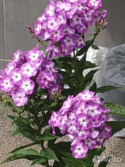 Саженцы многолетних цветов