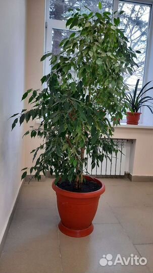 Фикус бенджамина большой