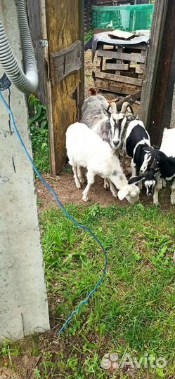 Козлята