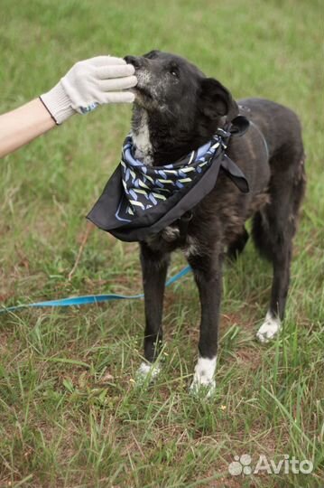 Пожилая Майка не хочет умирать в клетке