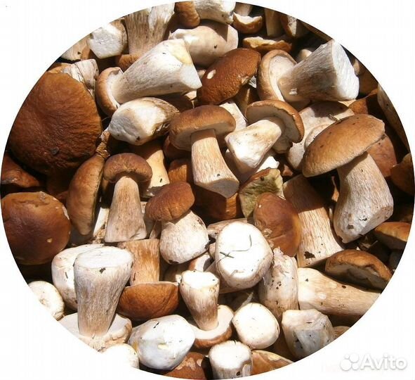 Сушеные белые грибы 1 сорт / сушеные грибы