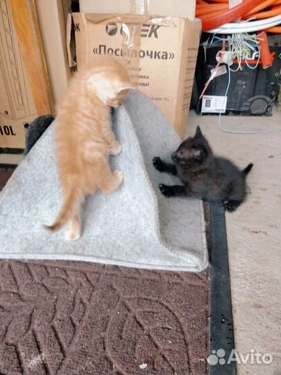 Чернерький котенок в добрые руки