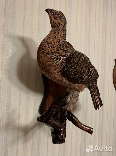 Чучело птицы