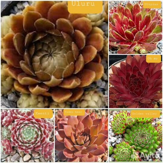 Набор молодило 25 сортов