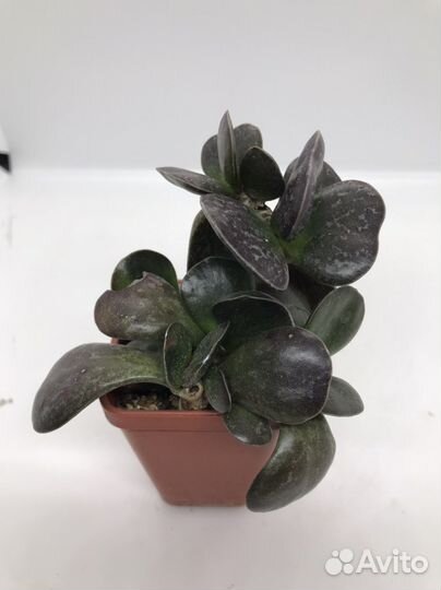 Суккуленты адромискусы