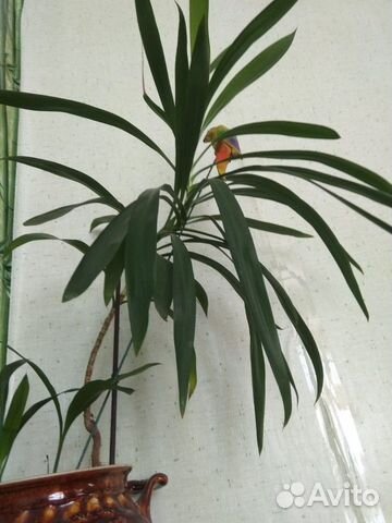 Пальма - Кордилина