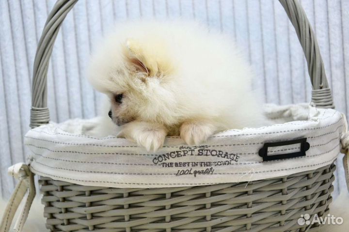 Померанский шпиц девочки