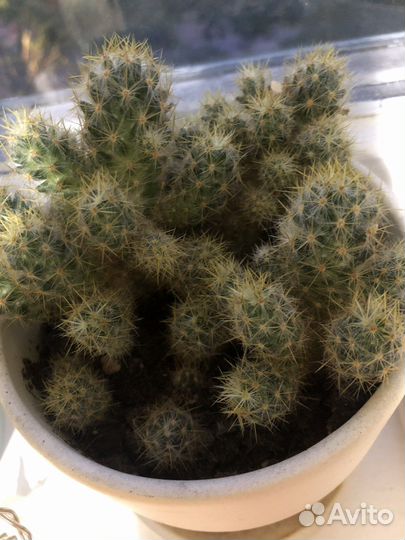 Кактус (дети)