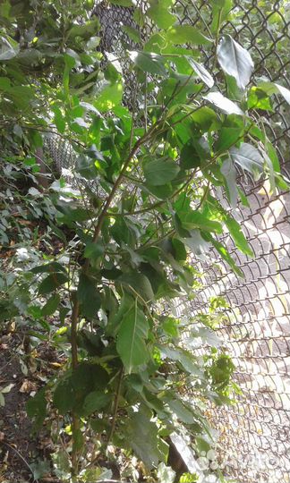 Саженцы вишни уральской 2-3 летки