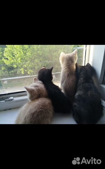 Котята отдам бесплатно