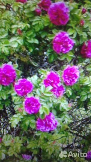 Роза чайная