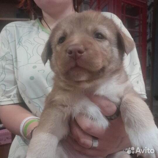 Щенки Бесплатно