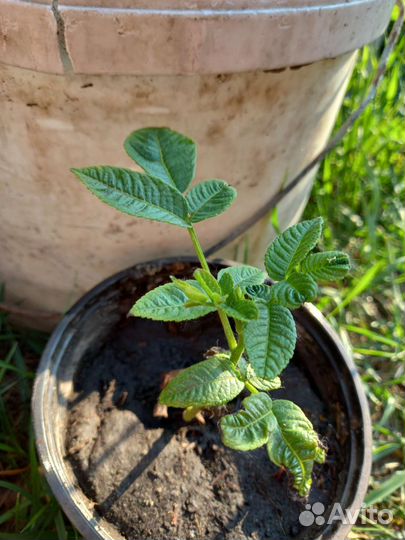 Саженцы кустов, деревьев и цветов