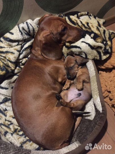 Такса/ вязка