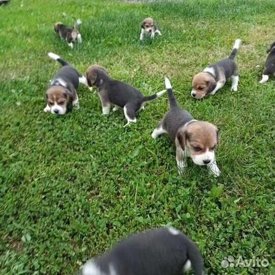 Щенки бигль