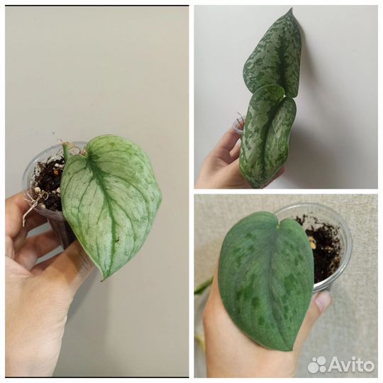 Сциндапсусы и эпипремнумы лотом