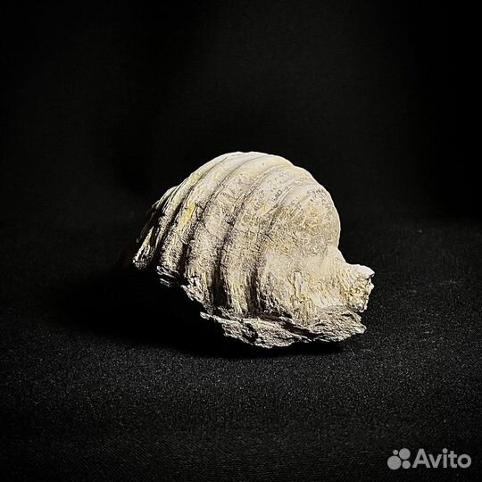 Брахиопода окаменелость ископаемое