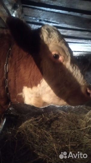 Новорождённого телёнка