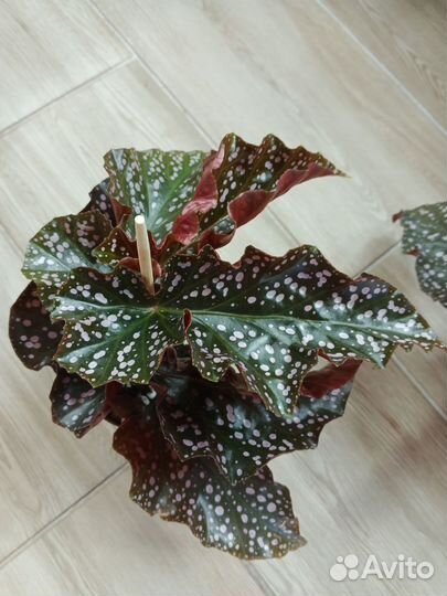 Бегония краямин роз