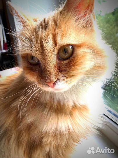 Волшебная Алиса, рыжее облако