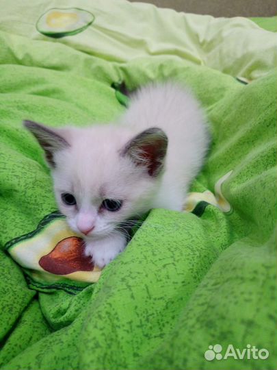 Котенок девочка в добрые руки