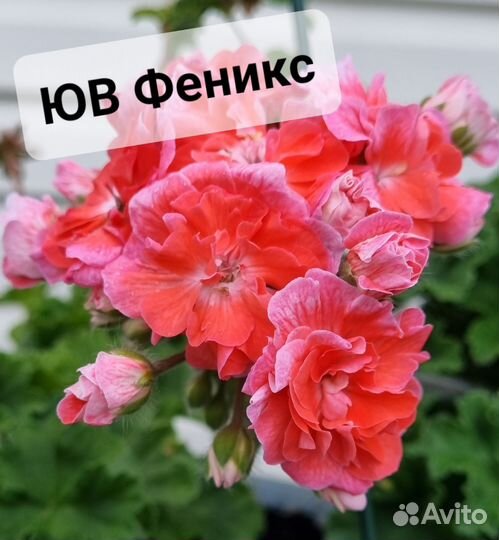 Пеларгония герань сортовая