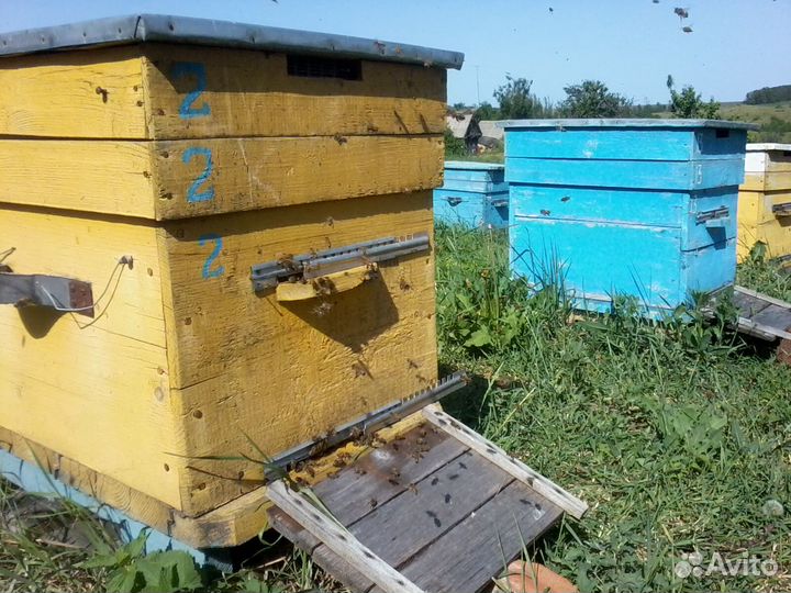 Продам пчел
