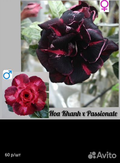 Семена адениума