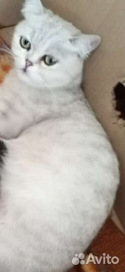 Шотландская кошка