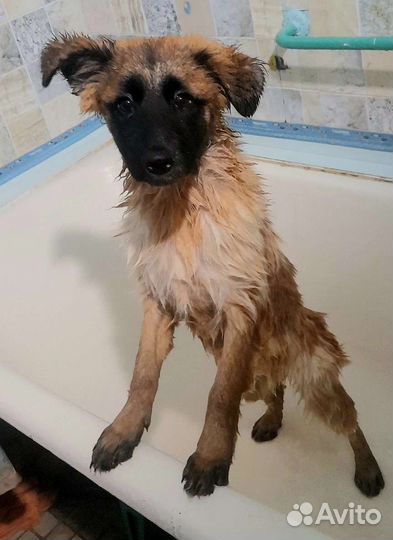 Щенок в добрые руки Овчарка в дар