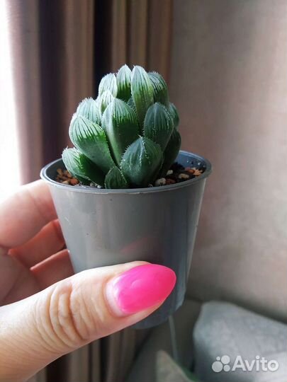 Хавортии Купера, Трунката